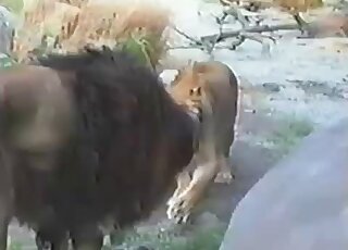Doggy style fuck with a real sexy lion here