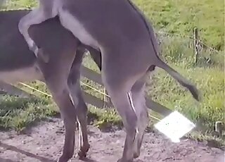 Donkey bangs his sweetheart in doggystyle