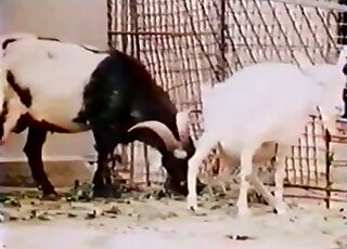 Intense zoophilic gape scene with a sexy goat