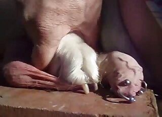Dog using its paws to play around with a cock