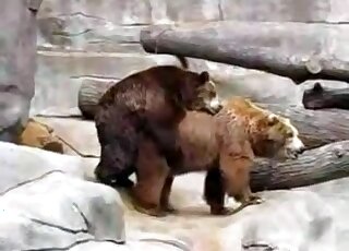 Two bears have astonishing sex in the zoo