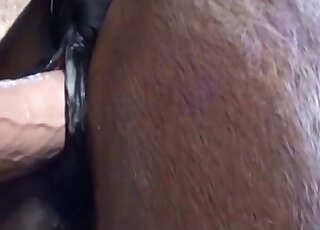 Horse pussy gets fucked by a very sexy toy