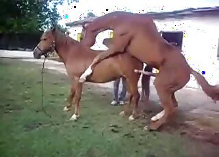 Amazing fucking with horned-up horses in HD