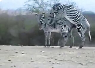 Doggystyle fun with two slutty Zebras in HD