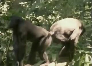 Apes featured in a fucked-up zoo porno movie
