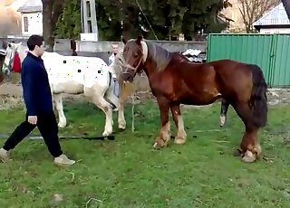 All-natural sex scene with two gorgeous horses