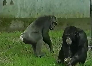 Awesome zoo porno movie with truly sexy apes