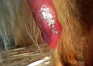 Beast dick showcased in a flawlessly kinky video
