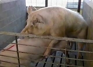 Two pigs are appreciating speedy hot sex