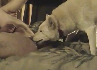 White dog licking that delicious hole for the cam