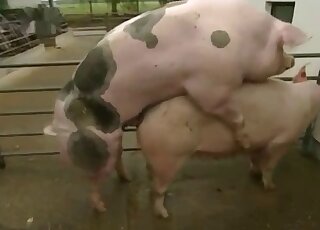 Two sexy pigs enjoying passionate fucking in HD
