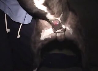 Hot-tempered doggo shines in a zoo porn video