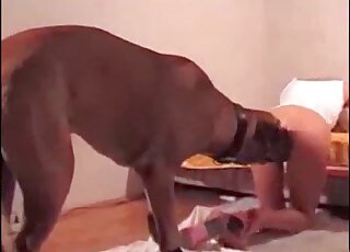 Lusty trained doggy is licking genitals like a pro