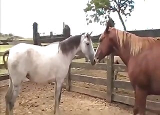 White animal gets porked by a brown animal