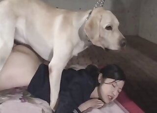 Huge dog gets to get freaky with an Asian babe