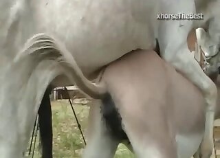 Dirty as fuck bestiality porn with a trained animal
