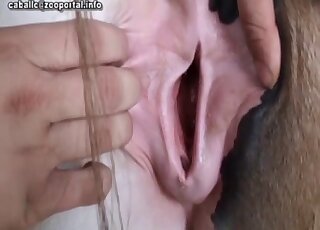 Sexy horse crack fucked by massive penis on cam