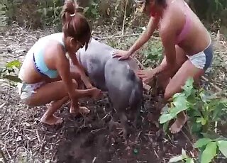 Farm animal fuck with a pretty well-trained beast