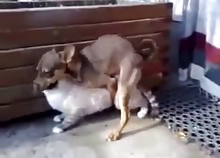 Sexy kitty nicely penetrated by a trained doggy