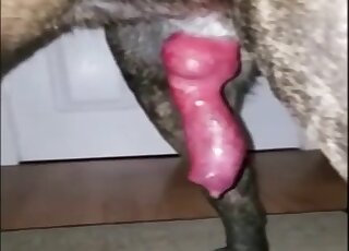 Stunning sweet dog likes nasty sex action so much