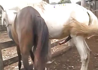 A sensual lady gets nicely fucked by a huge horse