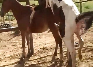 Cute horse in the sexiest bestiality porn XXX