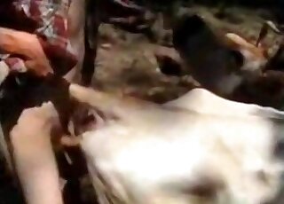 Sexy cow fucked by farmer in doggy pose