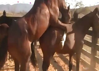 Brown horse screwed her tight cunt on the camera