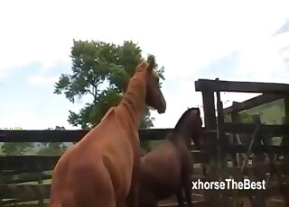 Sexy horses have bestiality porn in the doggy style