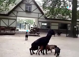 Sexy doggies are enjoying filthy bestial fuck