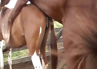 Brutal horse sex action with a pretty nice zoo slut