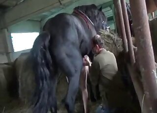 Bitch with bouncy boobies fucks a horse