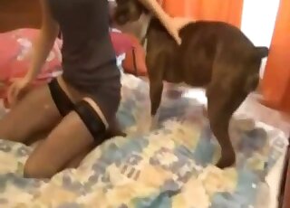 Playful doggo licking that tasty pussy on a bed