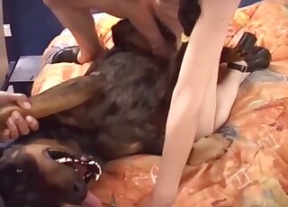 Fishnets-wearing babe takes dog dick on all fours