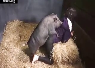 Pig penetrating that delicious zoophile cunt