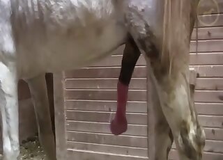 Two animals going at it in a hardcore porn vid