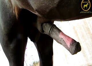 Great handjob session featuring a stallion