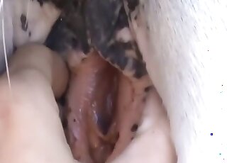 Dude’s penis invades mare pussy up close