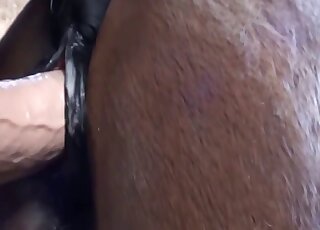 Mare pussy covered in layers of thick cum