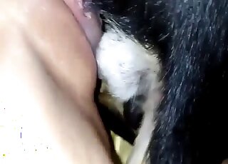 Gorgeous bestiality that will make you cum fast