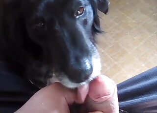 Dude asks a dog to suck on that dick in POV