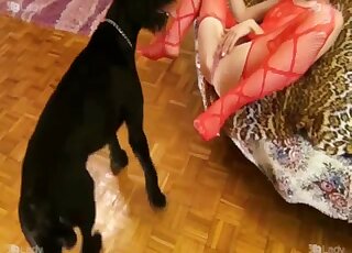 Red lingerie hottie getting fucked by a black dog
