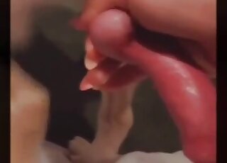 Nice dog penis being showcased in a hot video