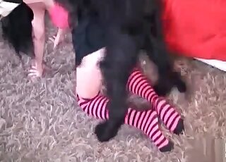 Striped socks brunette licked by a dog