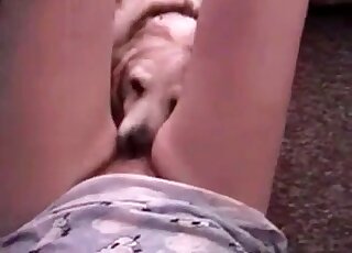 Hairy pussy serviced in POV by a dog