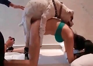 Dog enjoys sex in doggy style pose
