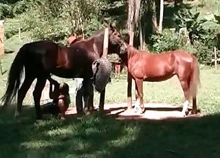 Two horses are about to fuck here