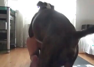 Horny dog fucking that bitch's ass
