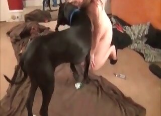 Little hound is being presented with a blowjob