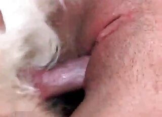 Red dog cock in a juicy wet pussy